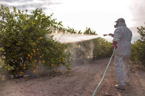 Best Pest Removal Services  in Westminster, LA